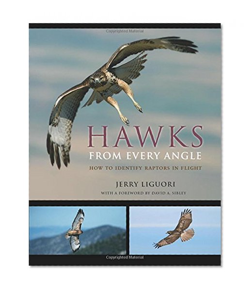 Book Cover Hawks from Every Angle: How to Identify Raptors In Flight