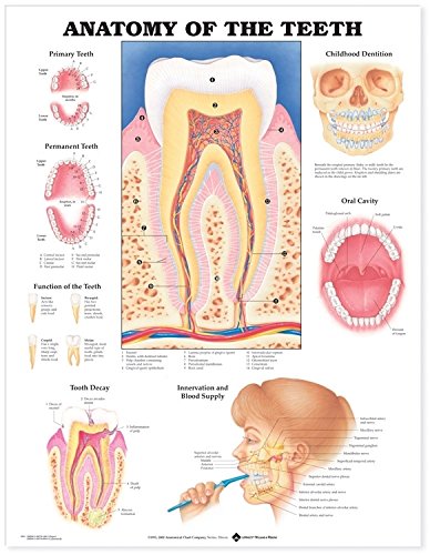 Book Cover Anatomy of the Teeth Anatomical Chart