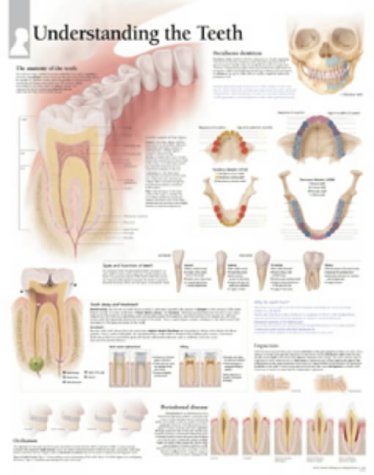 Book Cover Understanding The Teeth chart: Wall Chart