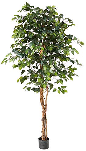 Book Cover Nearly Natural 6ft. Ficus Artificial Trees, 72in, Green