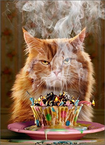Book Cover Avanti Press Cat and Cupcake Funny Birthday Card