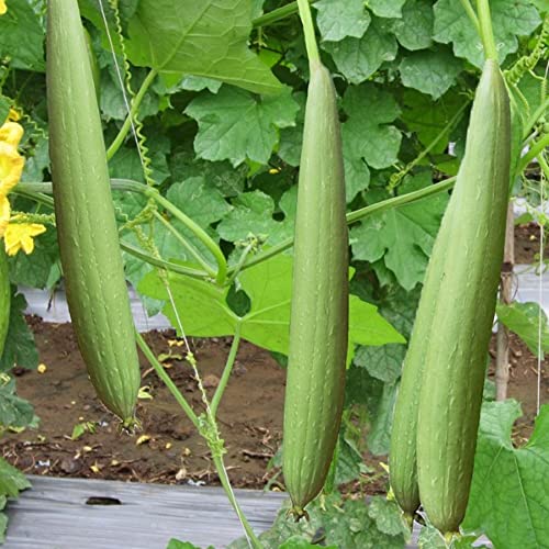 Book Cover kitchenseeds (20) Asian Vegetable Edible Luffa Seeds , Long Smooth Sponge Gourd, Muop Huong