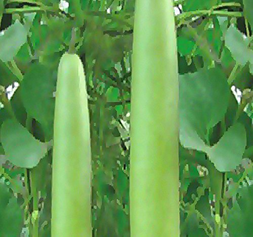 Book Cover Calabash Long Squash/Melon Seeds, Opo Bottle Gourd, Lagenaria siceraria, Also Known as: po gua, kwa kwa, dudhi, hu lu gua, opo Squash - 90-105 Days - by MySeeds.Co (0015 Seeds - 15 Seeds - Pkt. Size)