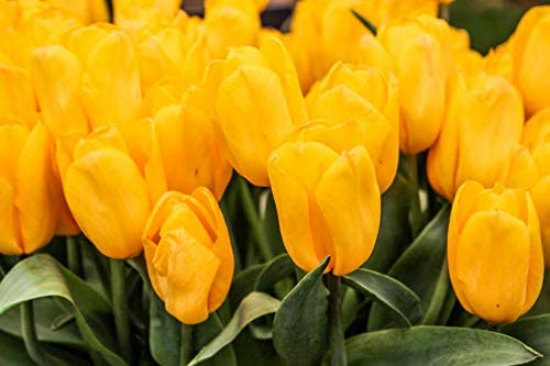 Book Cover Pre-Chilled Yellow Tulips - Yellow Forced Tulips - 15 Bulbs
