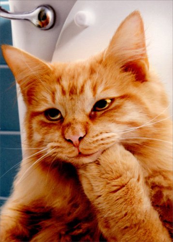 Book Cover BEBODA Thinking Cat On Toilet - Avanti Funny Friendship Card