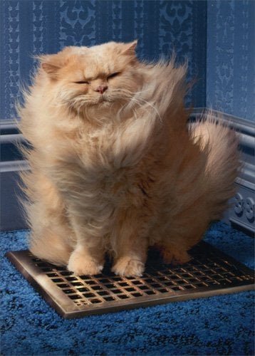 Book Cover Cat Over Grate - Avanti Funny Just for Fun Card