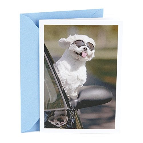 Book Cover Hallmark Shoebox Funny Birthday Card (Dog in Car)