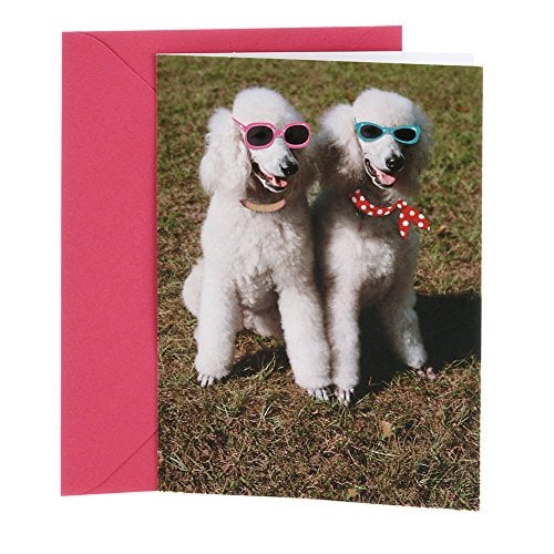Book Cover Hallmark Shoebox Funny Birthday Card for Women (Two Poodles)