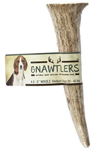 Book Cover Gnawtlers - Premium Elk Antlers For Dogs, Naturally Shed Elk Antlers, USA Natural Elk Antler Chews, Specially Selected Elks Antlers From The Rocky Mountain & Heartland Regions - 4.5