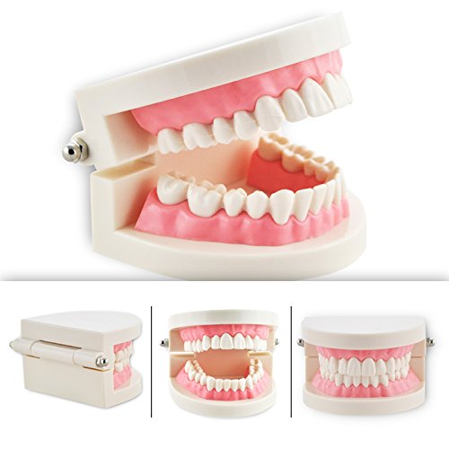Book Cover Pevor Dental Teaching Study Adult Standard Typodont Demonstration Teeth Model