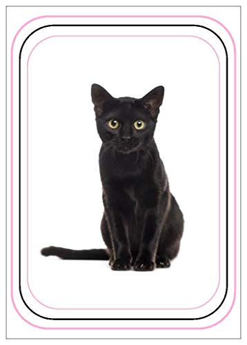 Book Cover NW Pitney Ink Black Cat Relax Birthday Card, 5 x 7