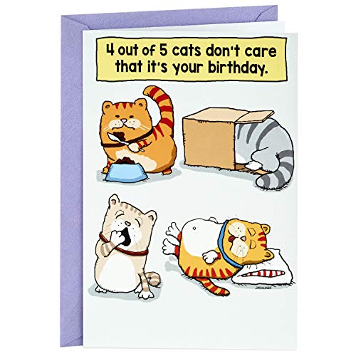 Book Cover Hallmark Shoebox Funny Birthday Card (Cats Don't Care That It's Your Birthday)