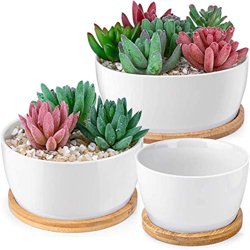 Book Cover homenote 6/5/3.8 inch White Succulents Pots with Drainage Bamboo Trays Round Ceramic Succulent planters Indoor, Set of 3