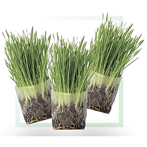 Book Cover Window Garden Pop Up Cat Grass Kit (3 Pack) â€“ Just Add Water, Seed. The Perfect Size Snack Your Pets Love. Includes Organic Non GMO Wheatgrass Seed and Fiber Soil. Easy Growing, Store and Serve.