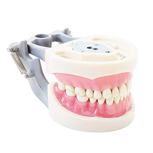 Book Cover Typodont Teeth Model, with Removable Teeth, Compatible with Kilgore Nissin for Teaching, Study