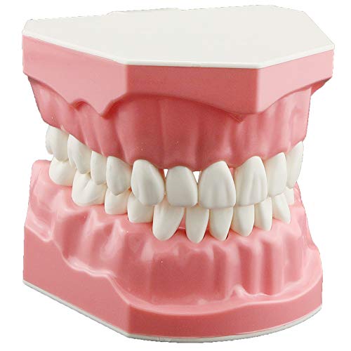 Book Cover DENTALMALL Dental Model Brushing Flossing Practice Teeth Typodonts Mode Gingiva Visible Anatomic Demonstration Teaching Studying Standard Size