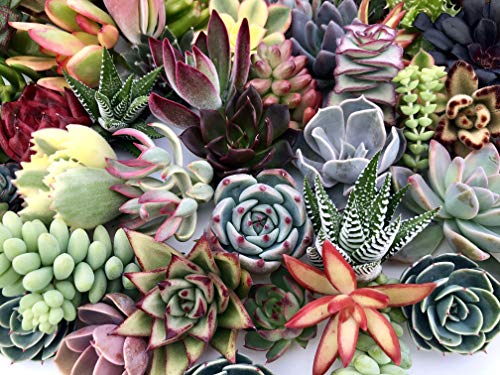 Book Cover 10 Assorted Live Succulent Cuttings, No 2 Succulents Alike, Great for Terrariums, Mini Gardens, and as Starter Plants by The Succulent Cult