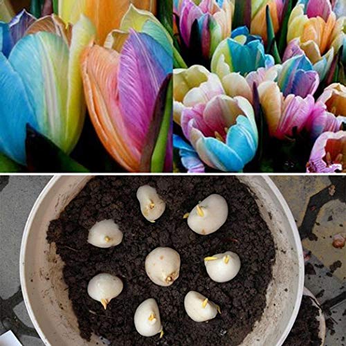 Book Cover Gonikm 100pcs/ Bag Rainbow Tulip Bulbs Seeds Garden Flower Plant Flowers